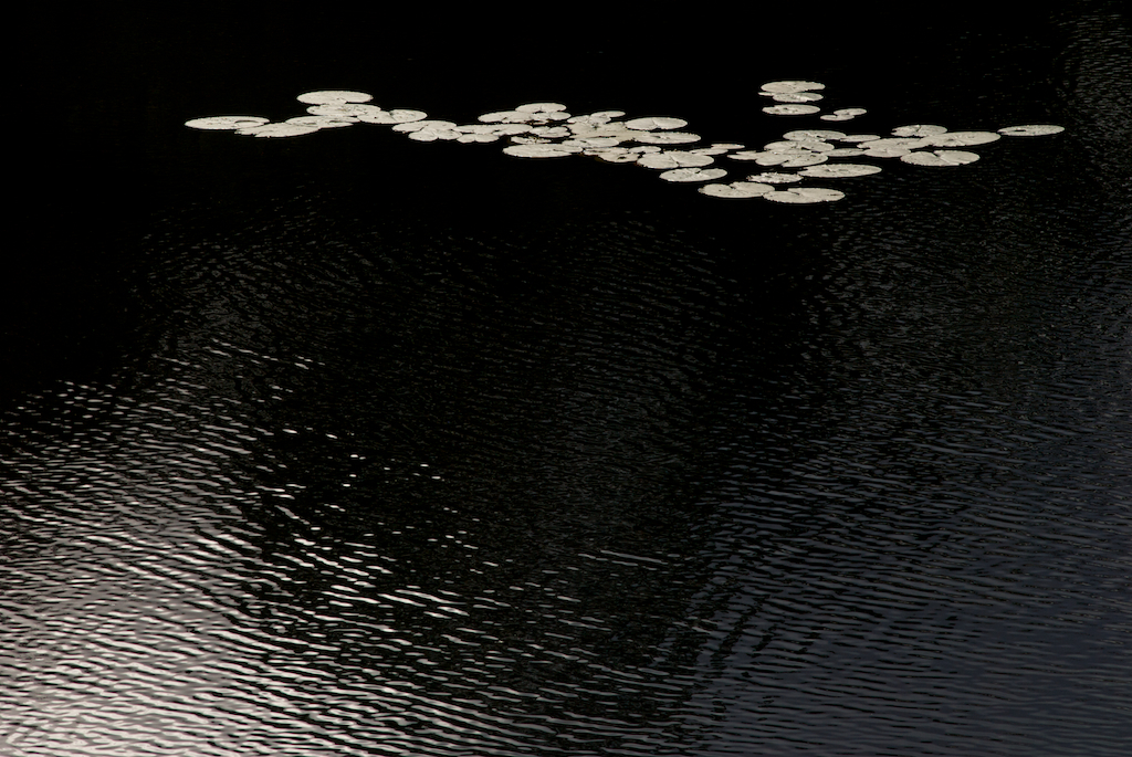 lilypads.jpg
