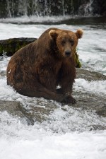 bear-150x225.jpg
