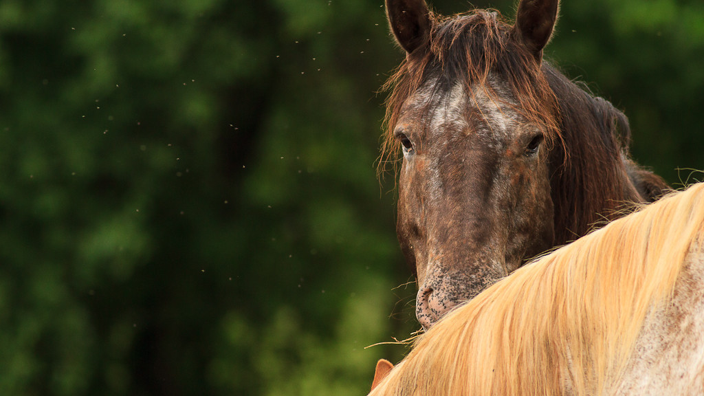 3-juin-Chevaux-1392-XL.jpg