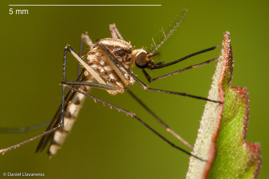 Culicidae.jpg