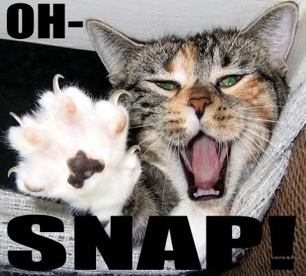 SnapCatOnecopy.jpg