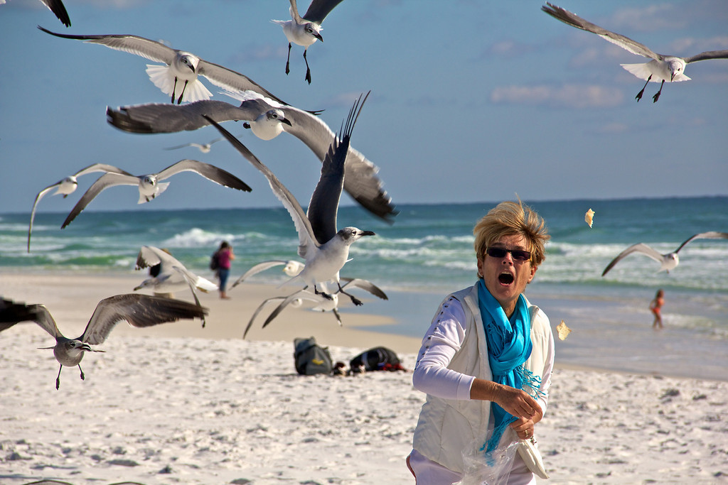 Bird-Feeding-XL.jpg