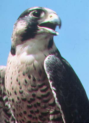 peregrine%20falconU.jpg