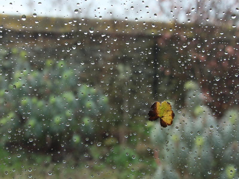 raindrops.jpg