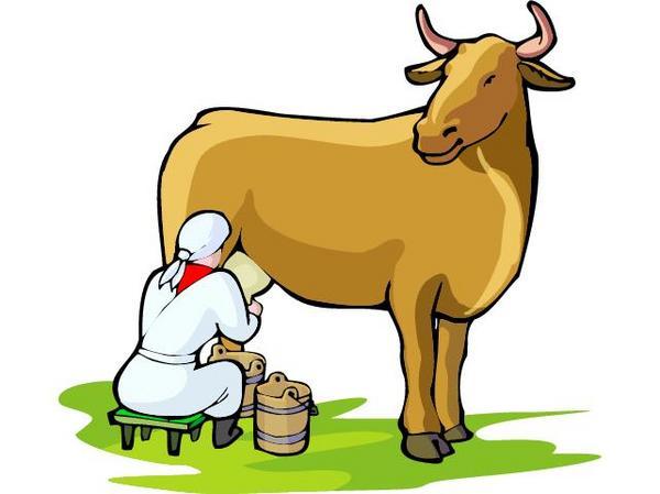 ManMilkingCow.JPG