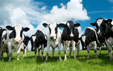 COW_2075448c.jpg