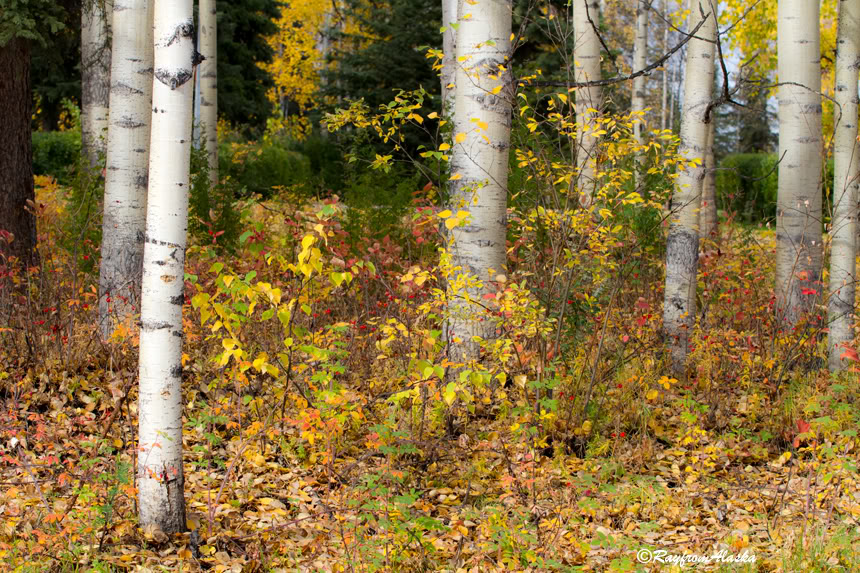 ChenaTrees_0952.jpg