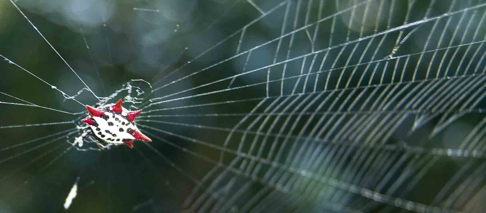 yard-shots-spiny-orb-weaver.jpg