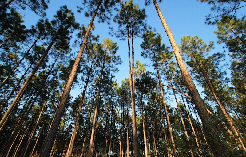 apple_conservation_fund_forest.jpg