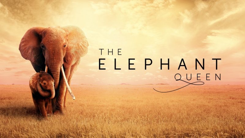 apple-the-elephant-queen-800x450.jpg
