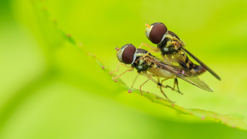 8_juin_%28Macro%29-5616-L.jpg