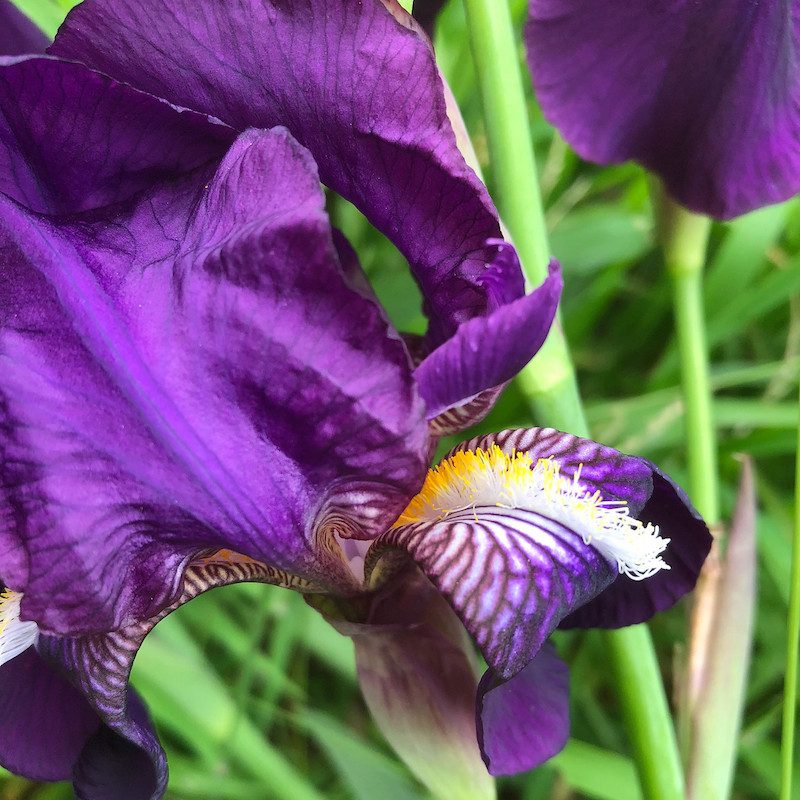 iphone-8-iris-photo-800x800.jpg