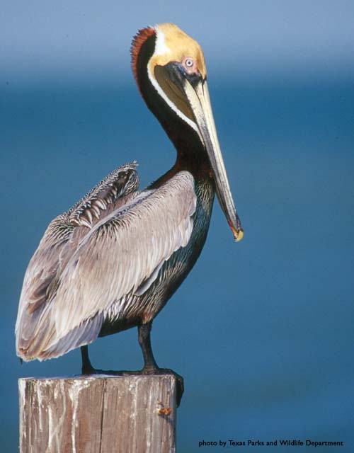 brown_pelican390.jpg