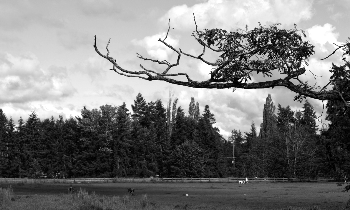 dogparkbwcopy.jpg