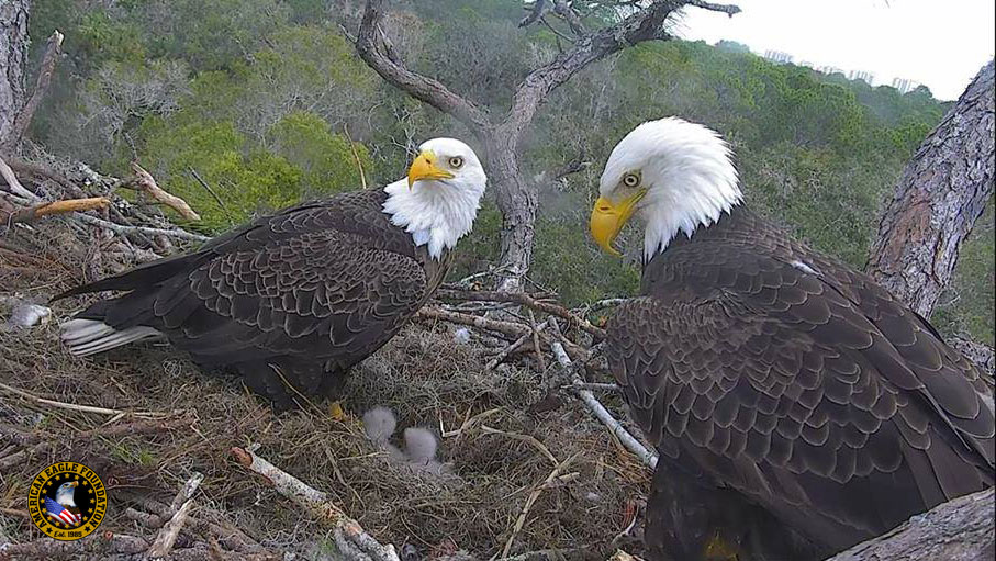 www.nefleaglecam.org