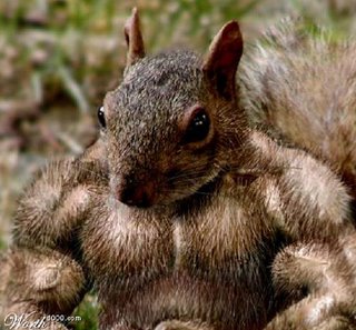 muscle-squirrel.jpg