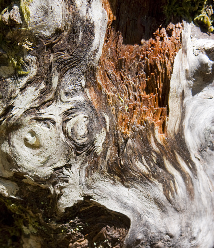 treetexture.jpg