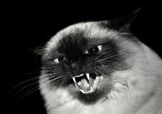 xangry-hissing-cat.jpg.pagespeed.ic.xdGbYOWUkA.jpg