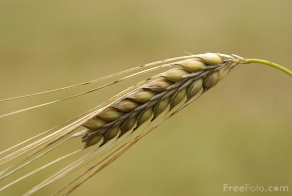 barley.jpg