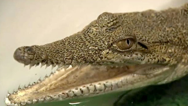 678867-croc.jpg