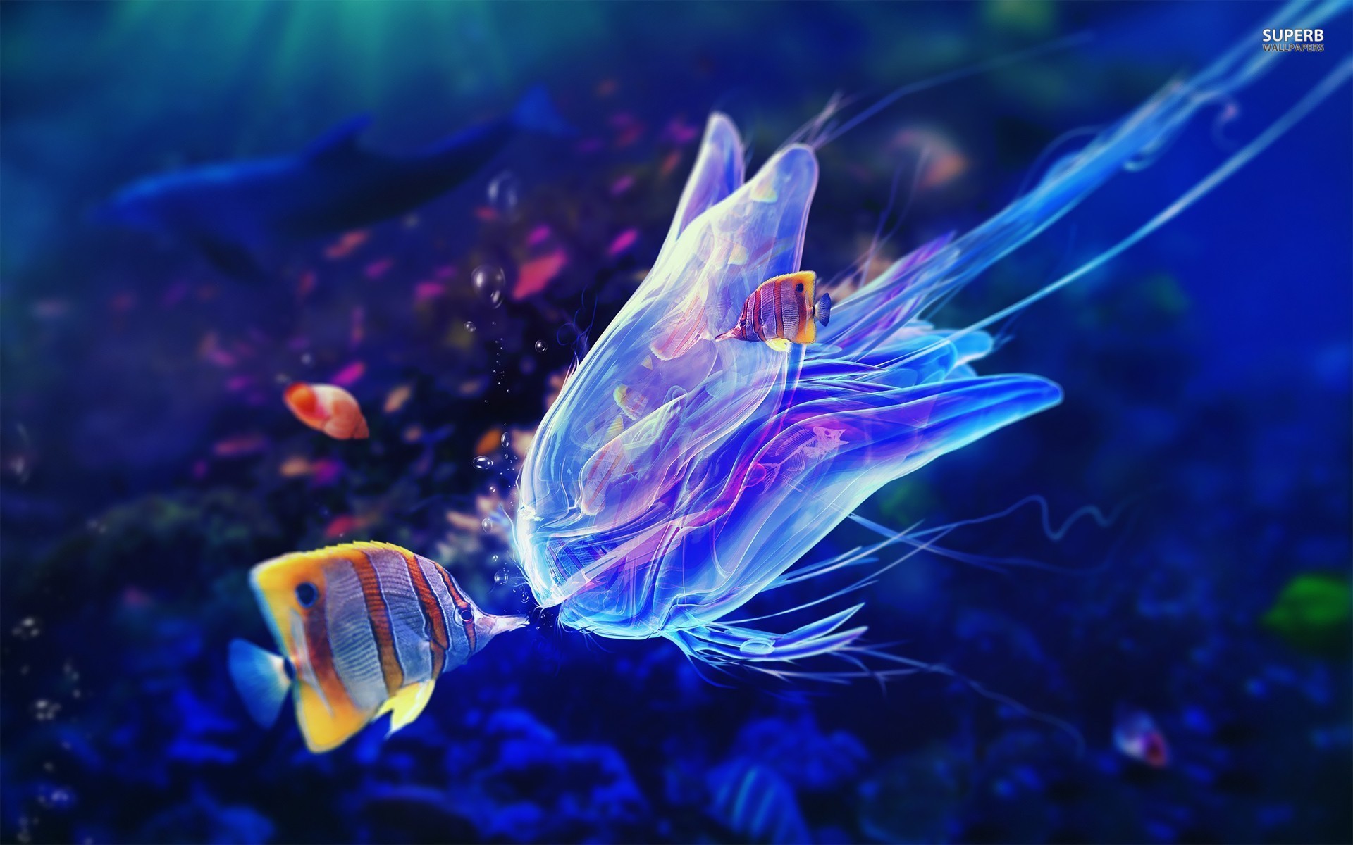 butterflyfish-and-jellyfish-20756-1920x1200.jpg