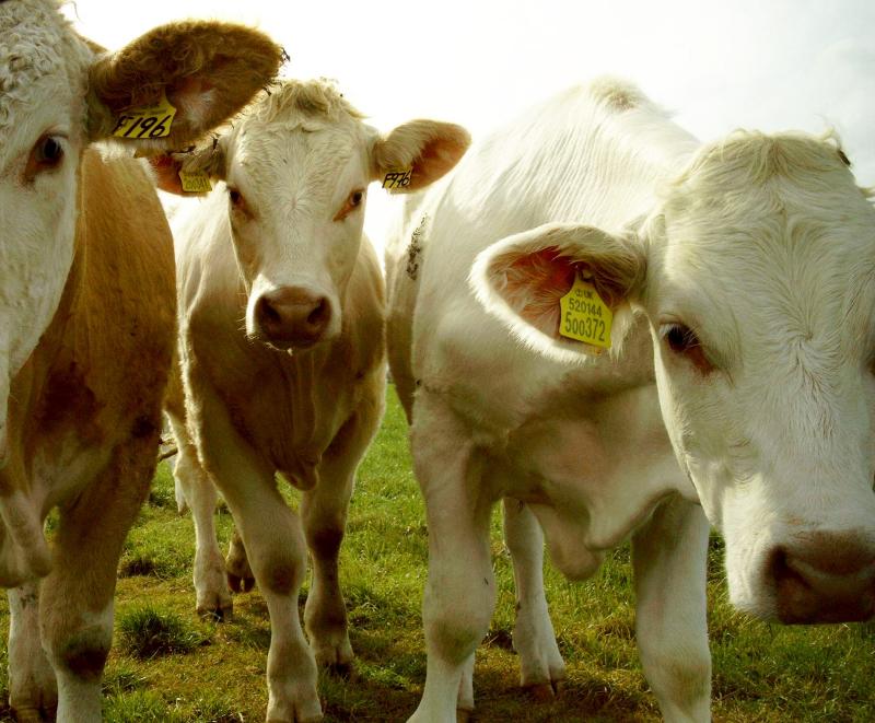 29685364.moo2.jpg