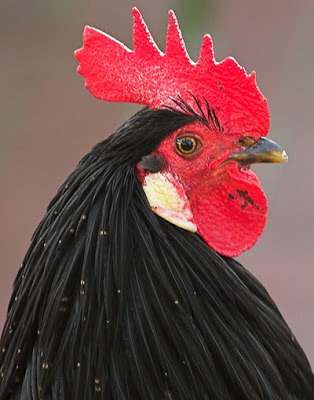 rooster2.jpg