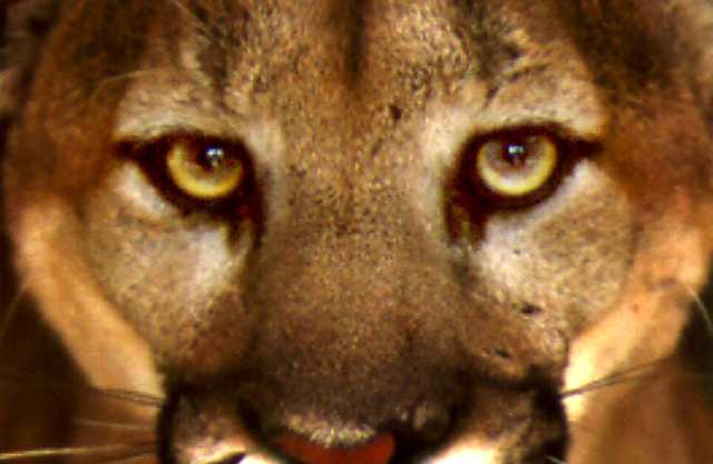 mountain_lions_seeing_you_too.jpg