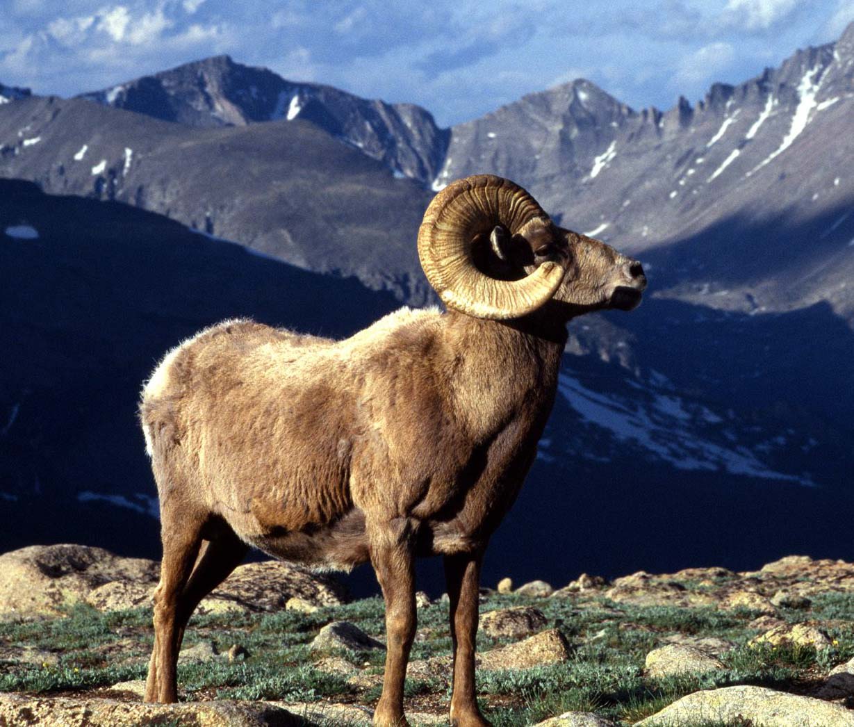 Ram.jpg
