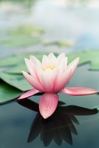 Lotus-iPhone-Wallpaper-Download.jpg