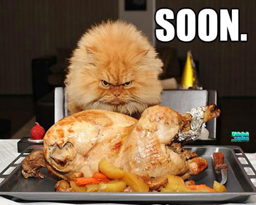 soon-cat-turkey.jpg