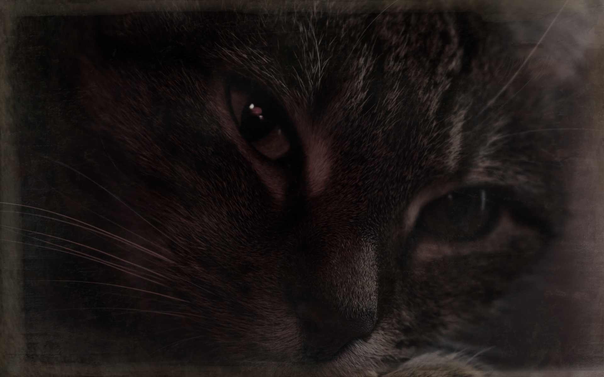 Miau_03_1920x1200.jpg