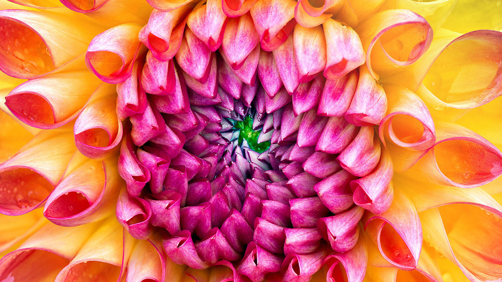 iMac-Flower1920x1080.jpg