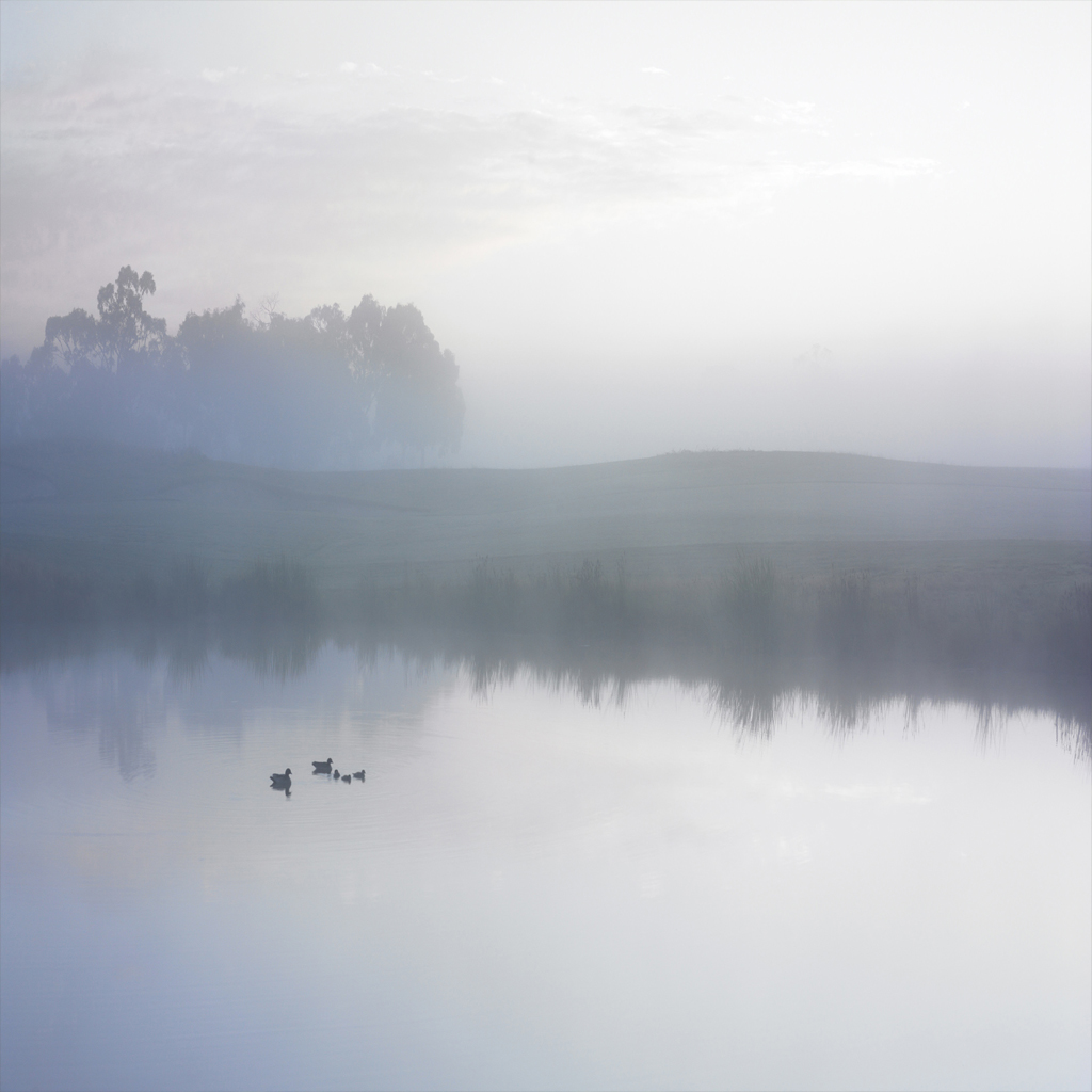 ducksonpond.jpg