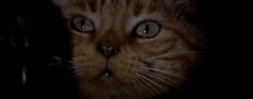 alien-cat-jones.gif