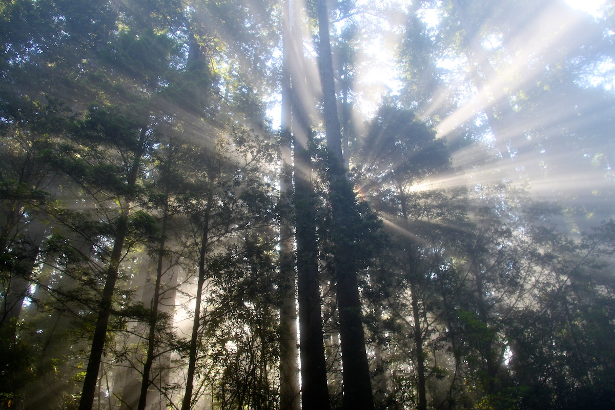 redwoods867.jpg