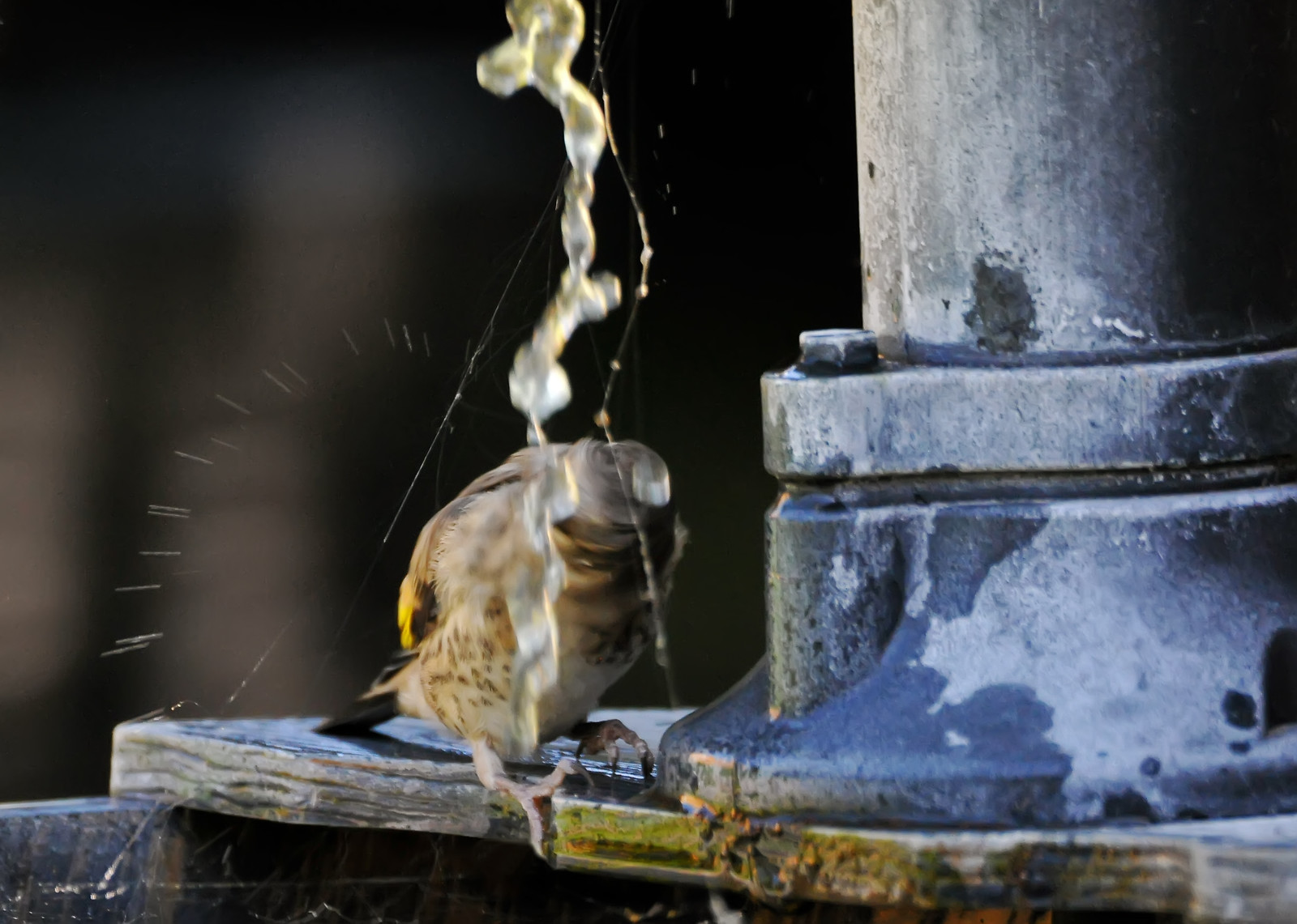 Spinning%20Head-X3.jpg