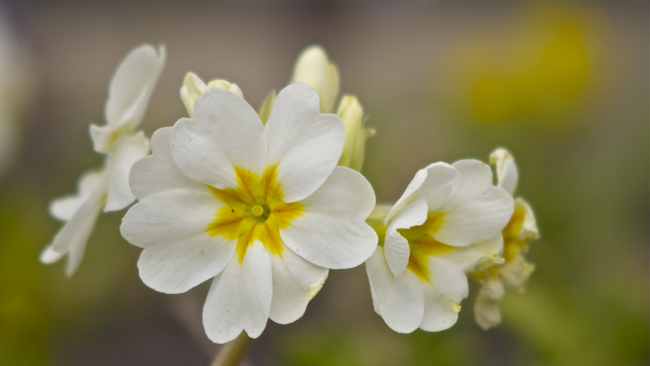 prettyflowers_by_oliver612-d624h37.png