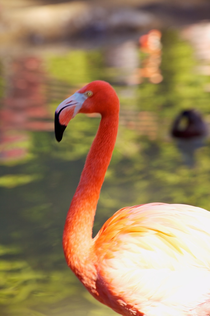 sdzoo239720120210105919.jpg