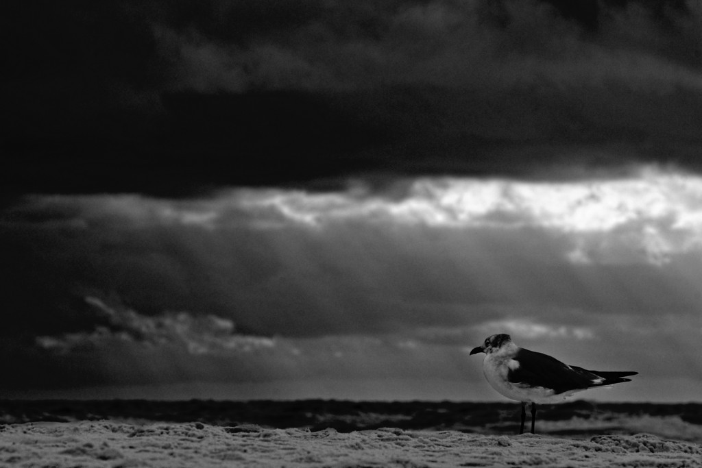 Moody-Seagull-XL.jpg