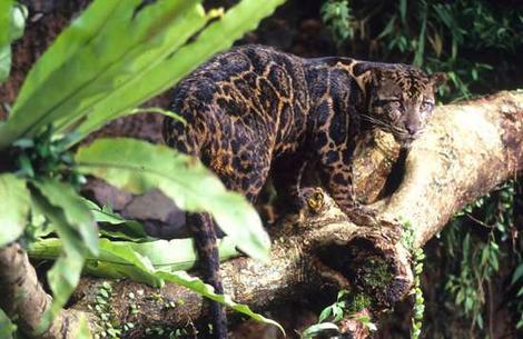 leopard_wideweb__470x305,0.jpg