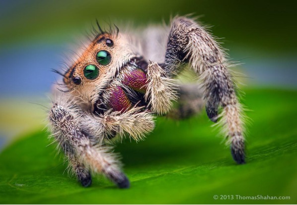 Cute-Spider-Background-5.jpg
