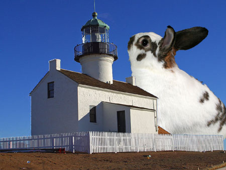 Bunny.jpg