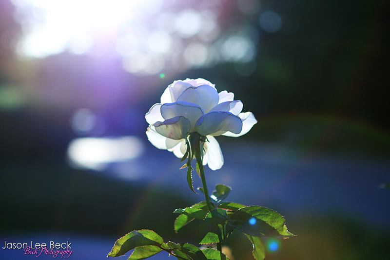 Inner_Beauty_III_by_jasonbeck.jpg