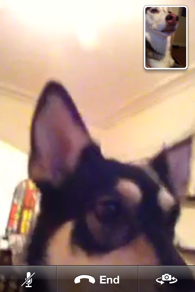 dawgfacetime.PNG