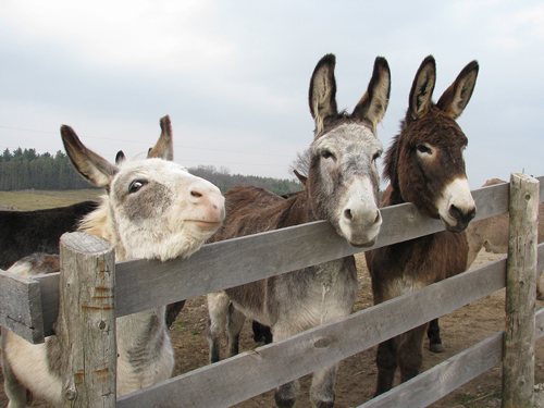 waiting-donkeys_visitus.jpg