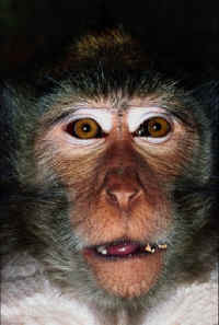 monkey-face-02_small.jpg