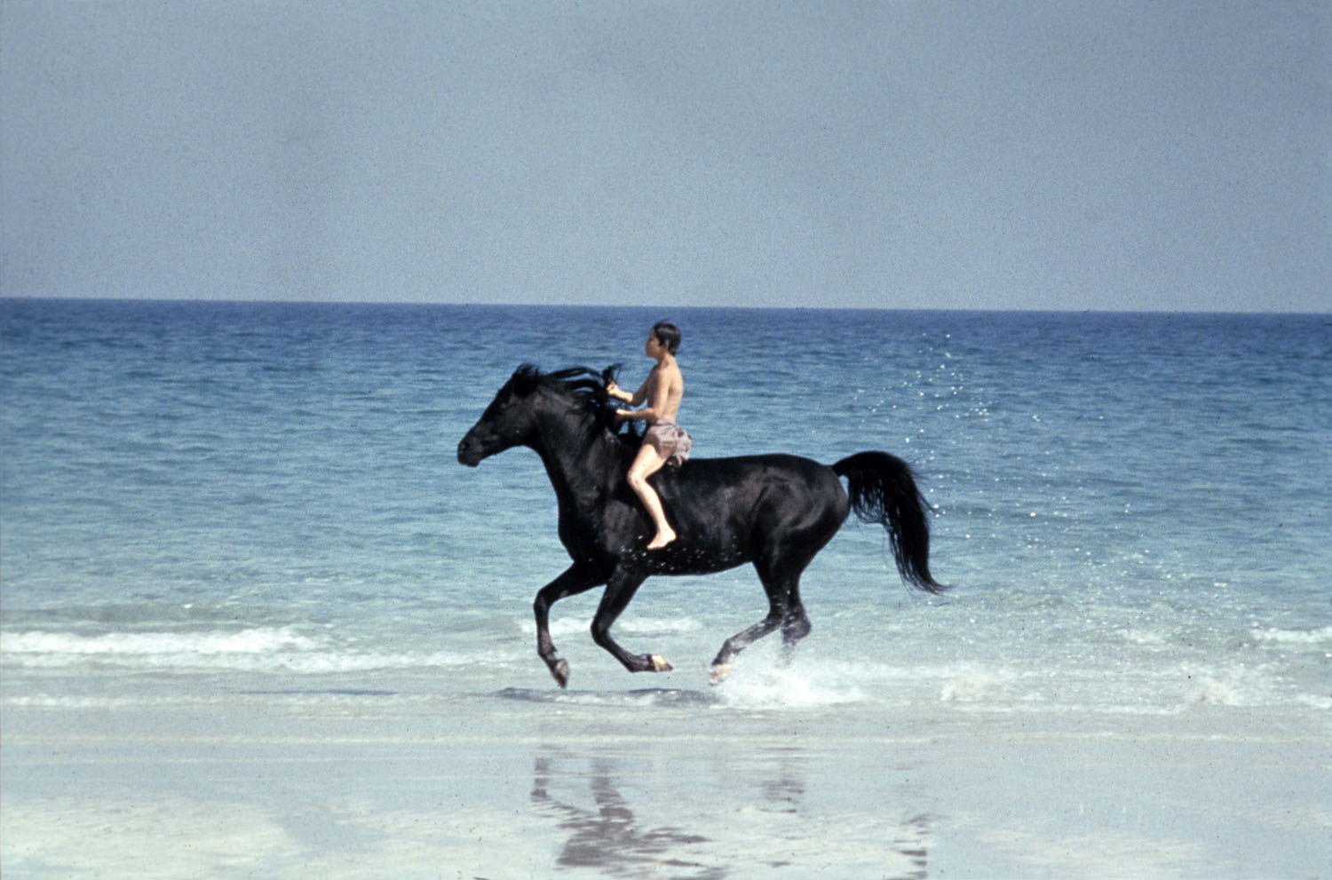 black-stallion-kelly-reno1.jpg