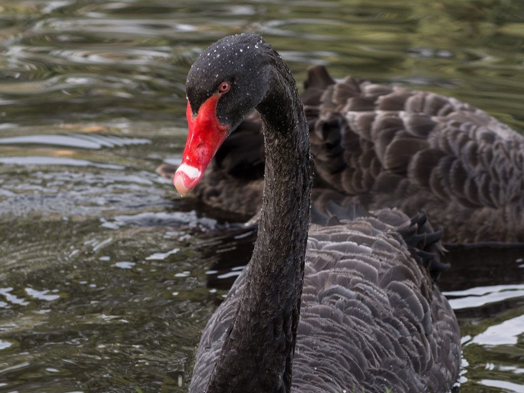 swan.jpg