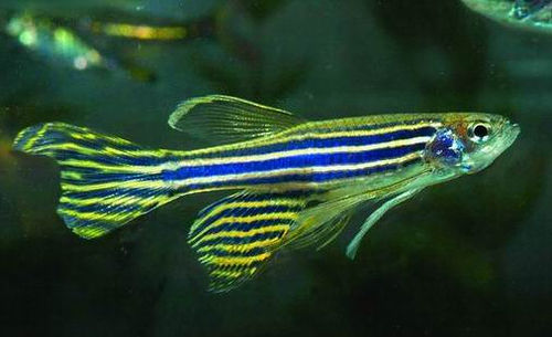 zebrafish.jpg